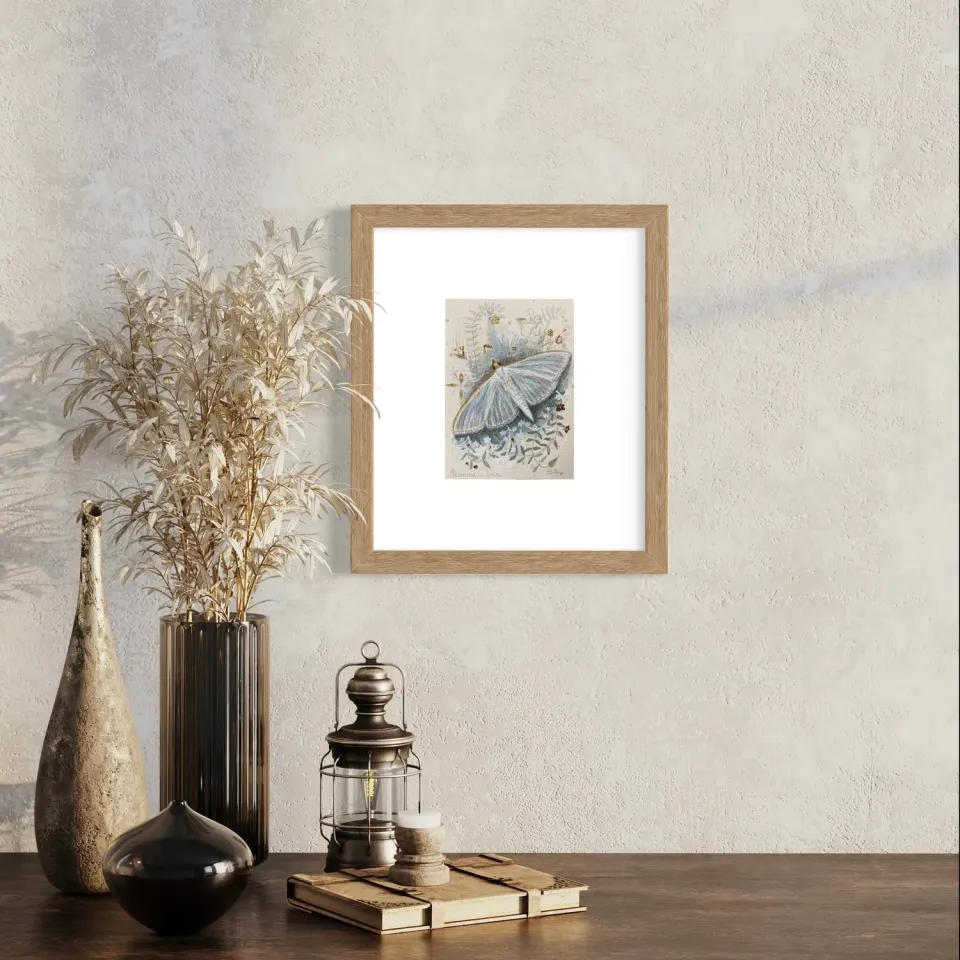 Helena Perry Jasmine Moth miniature aquarelle non encadrée