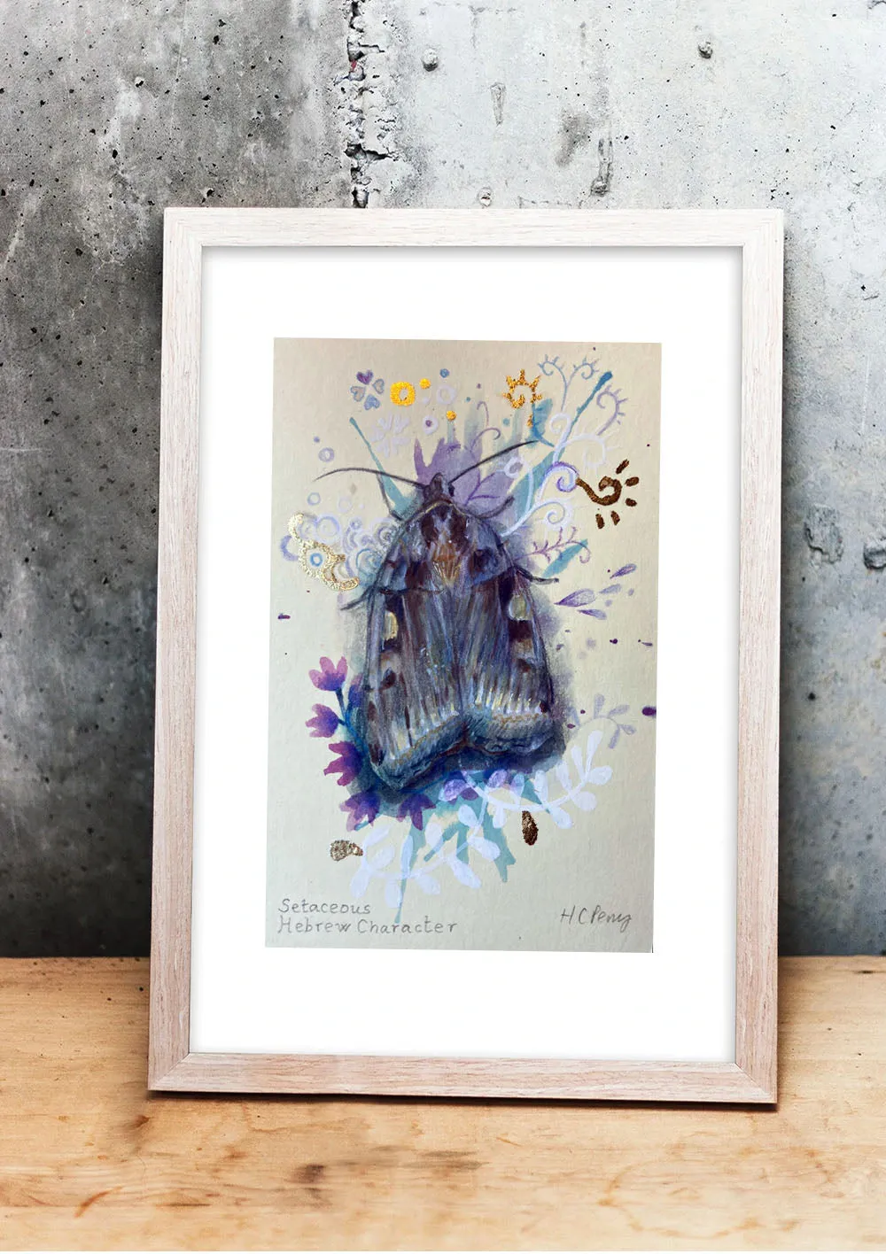 Helena Perry Setaceous Hebrew Moth miniature 8,5x13,5 non encadrée