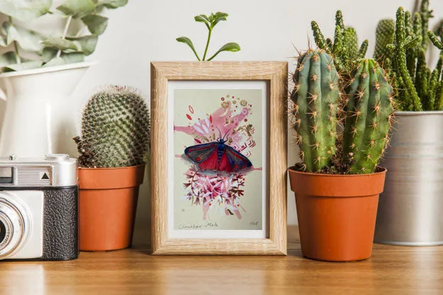 Helena Perry Cinnabar Moth miniature 8,5x13,5cm non encadrée