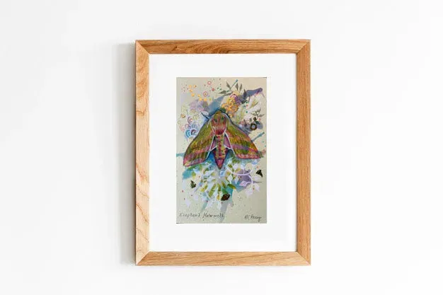 Helena Perry Elephant Hawkmoth miniature peinture 8,5x13,5cm