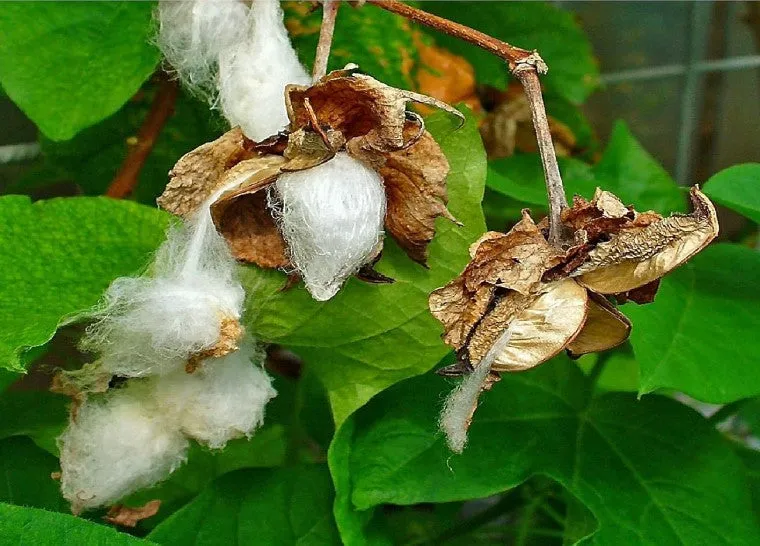 Le Digraphe Noces de Coton 1 an digraphe personnalisé 2 prénoms