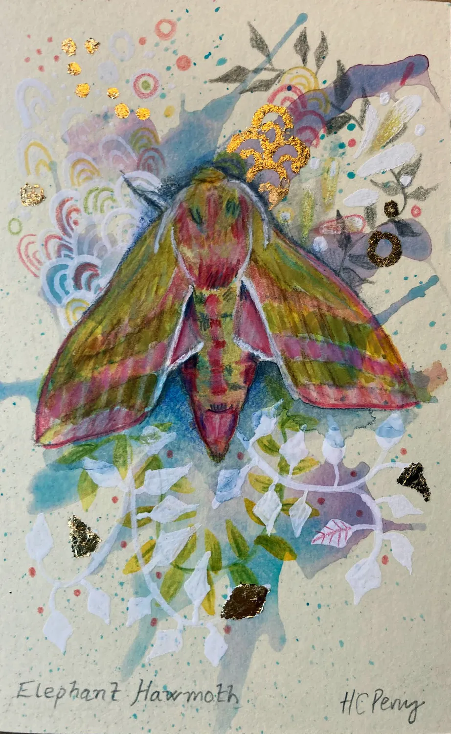 Helena Perry Elephant Hawkmoth miniature peinture 8,5x13,5cm